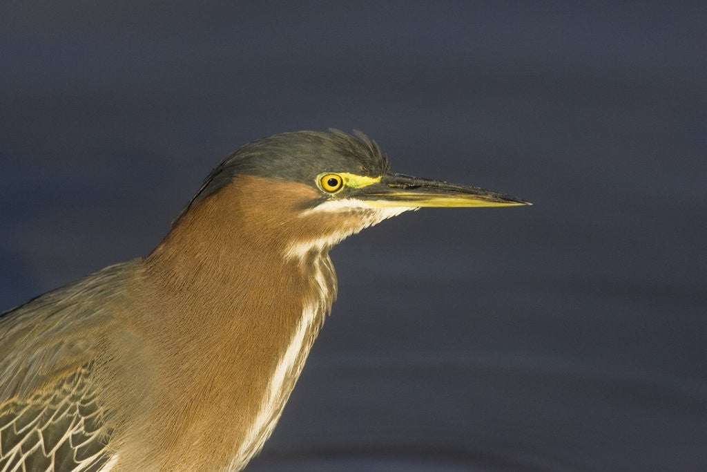 Detail of Green Heron closeup by Anonymous