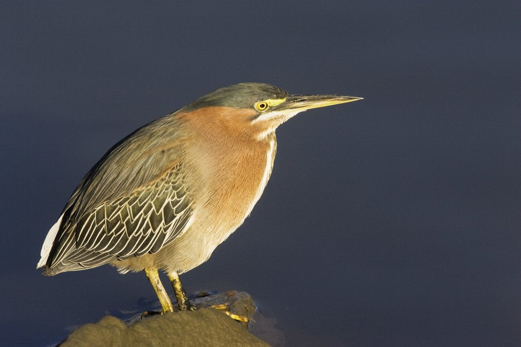 Detail of Green Heron by Anonymous