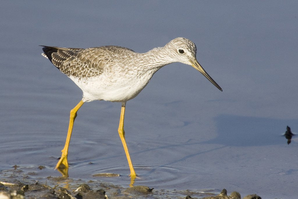 Detail of Greater Yellowlegs by Anonymous