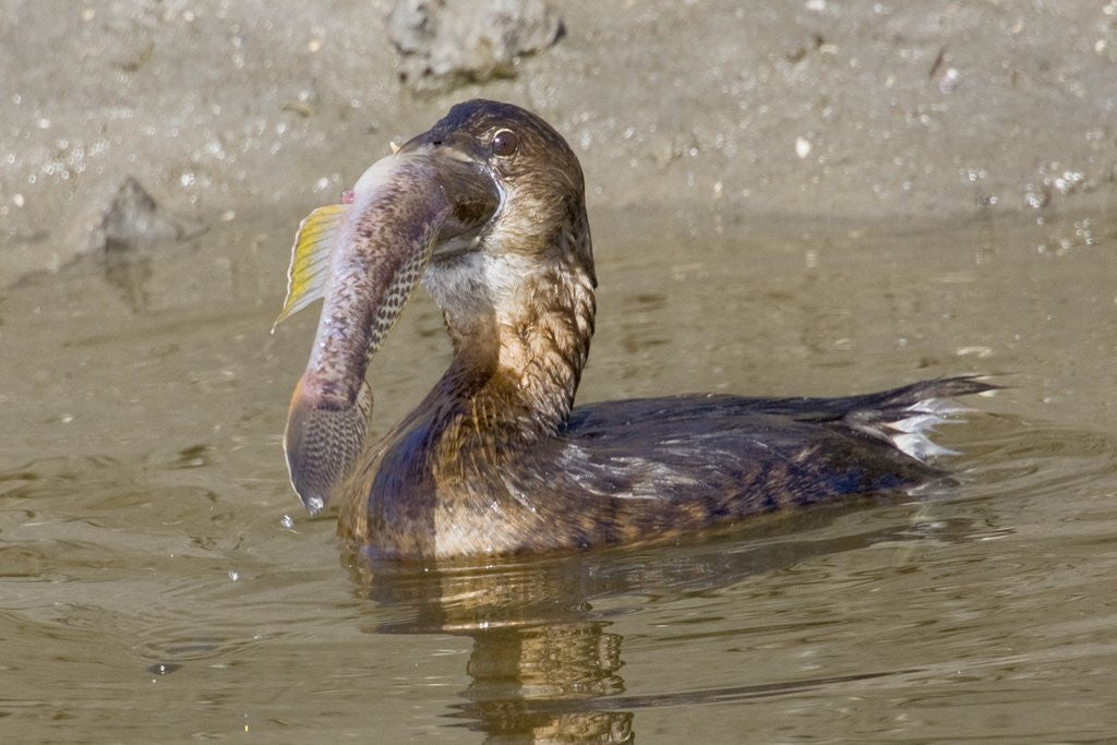 Detail of Pied-Billed Grebe tries to swallow a fish by Anonymous