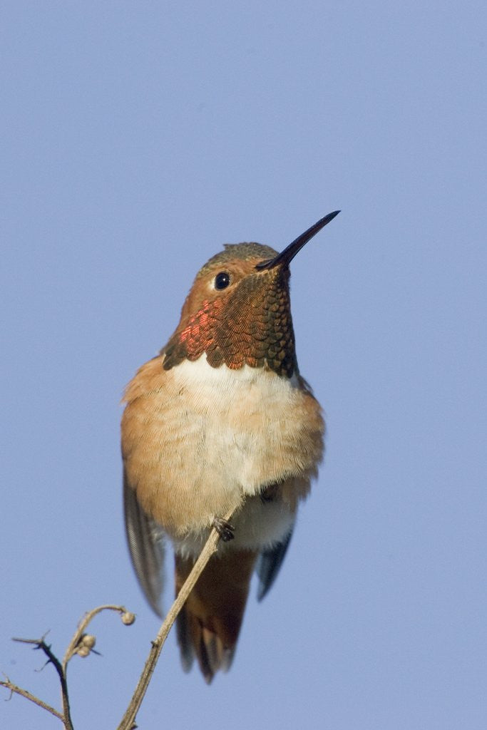 Detail of Rufous Hummingbird by Anonymous