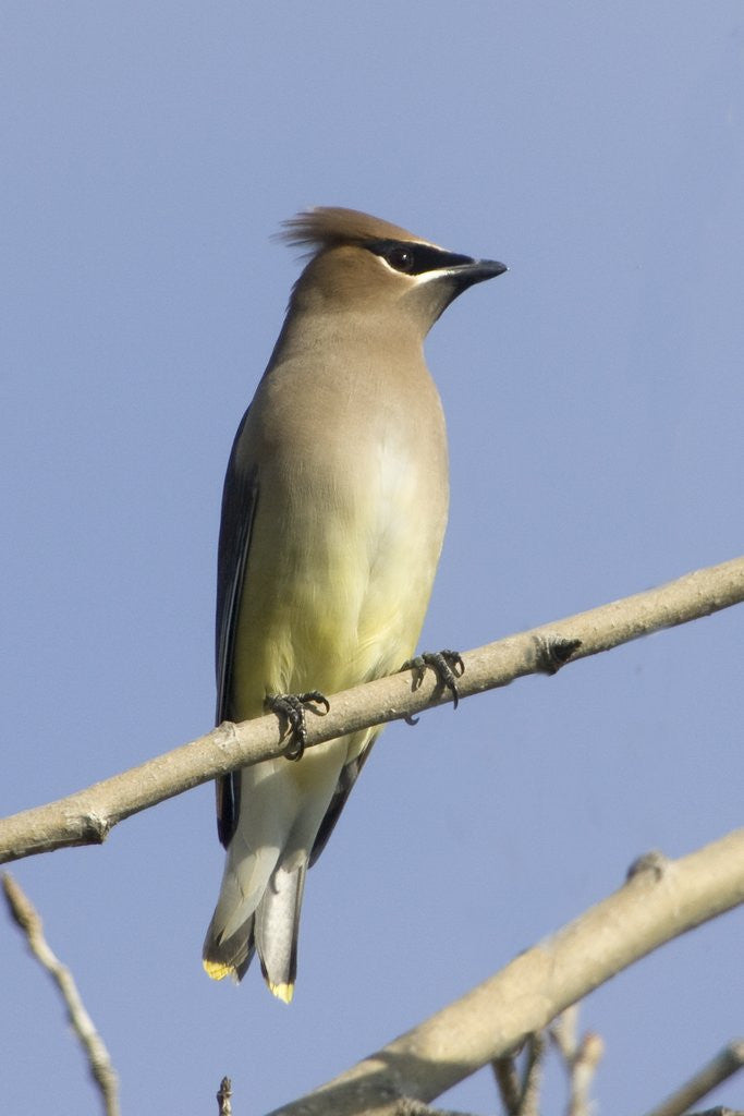 Detail of Cedar Waxwing by Anonymous