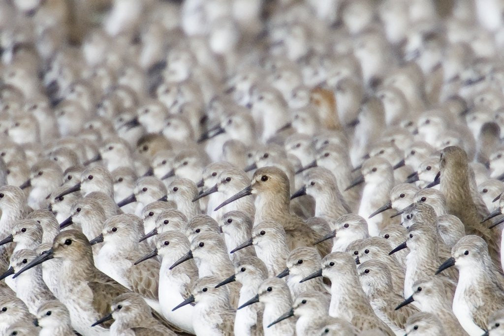 Detail of Flock of Western Sandpipers huddled together by Corbis