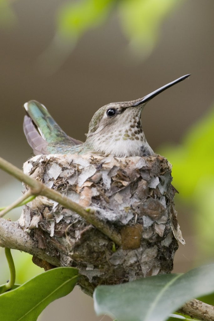 Detail of Anna's Hummingbird sits on eggs in her nest by Anonymous