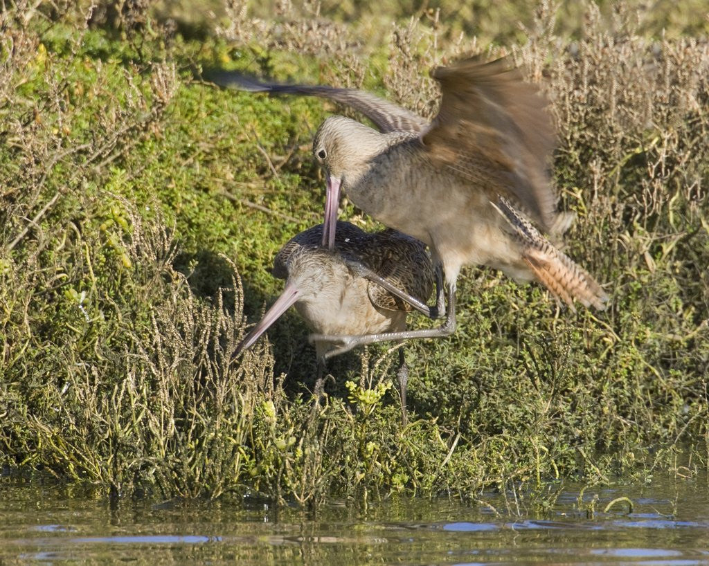 Detail of Marbled Godwits attacks another by Anonymous