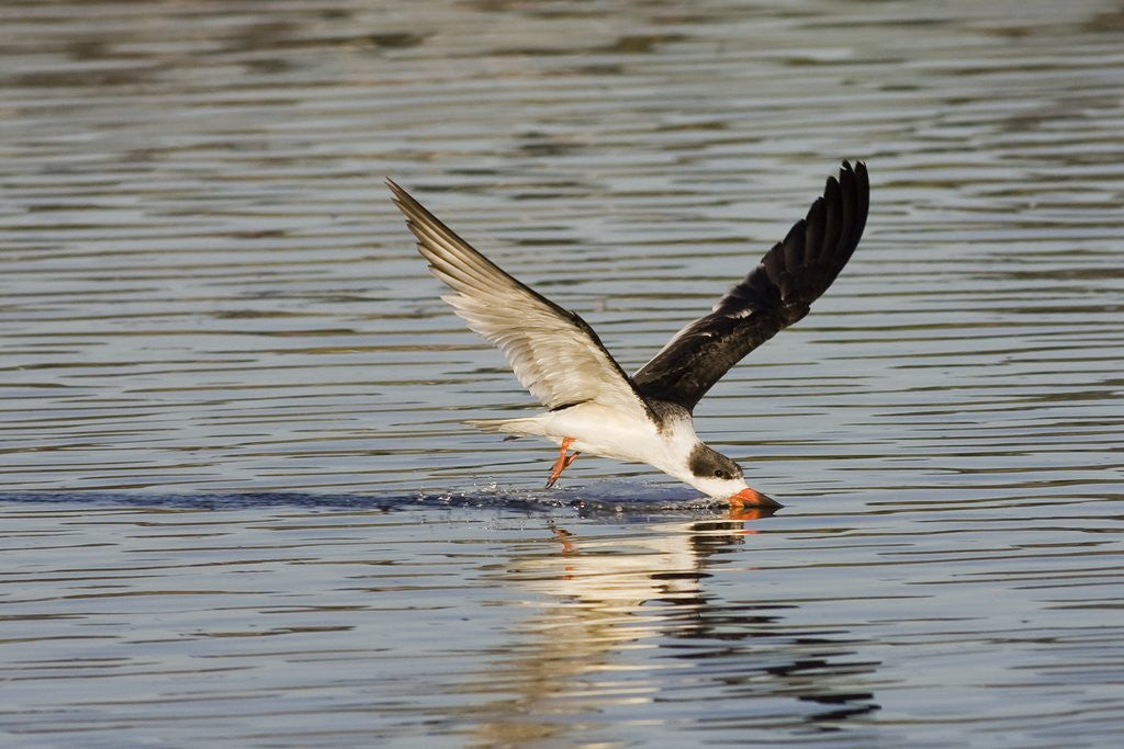 Detail of Juvenile Black Skimmer skimming by Anonymous