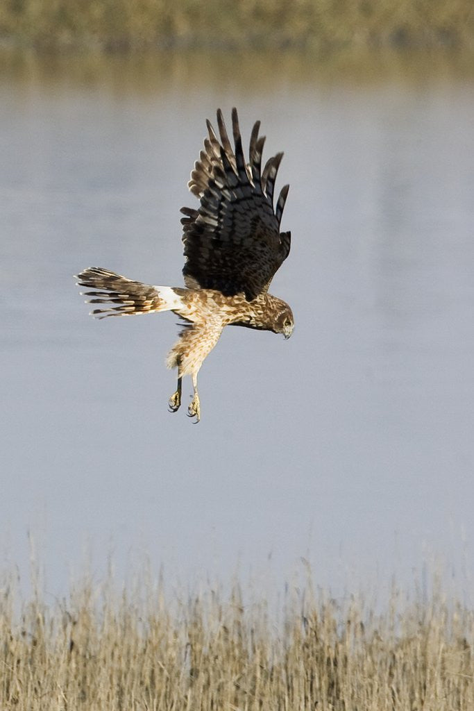 Detail of Northern Harrier with talons extended to strike by Anonymous