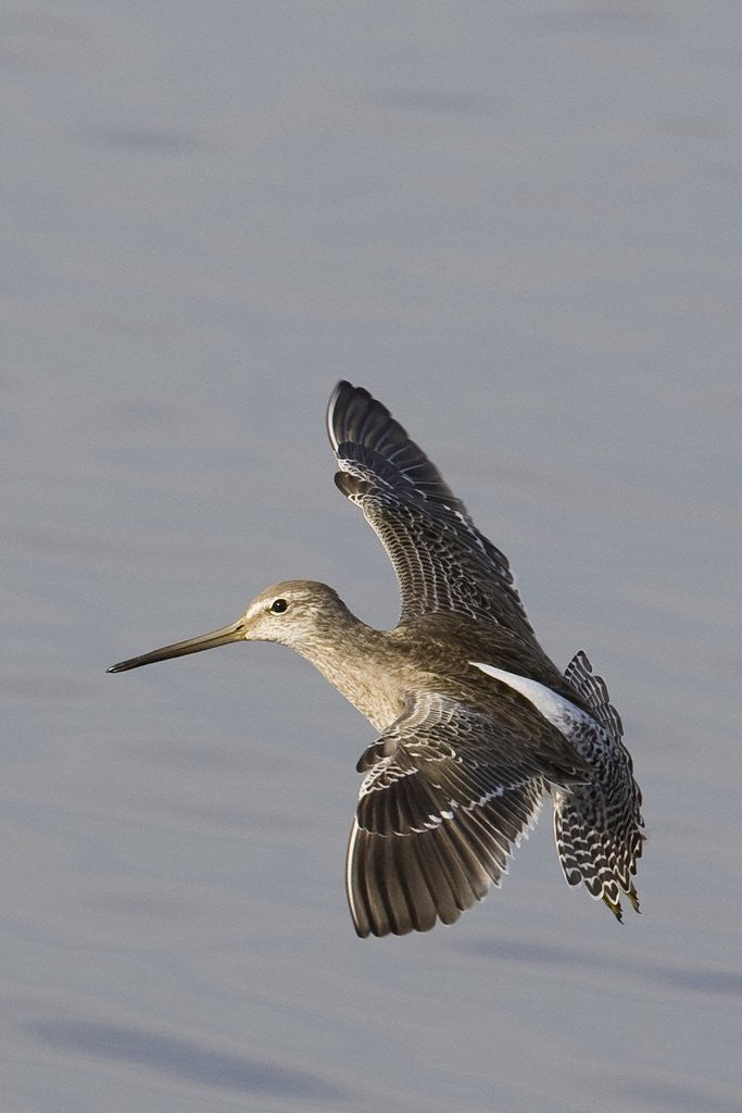 Detail of Short-Billed Dowitcher in flight by Anonymous