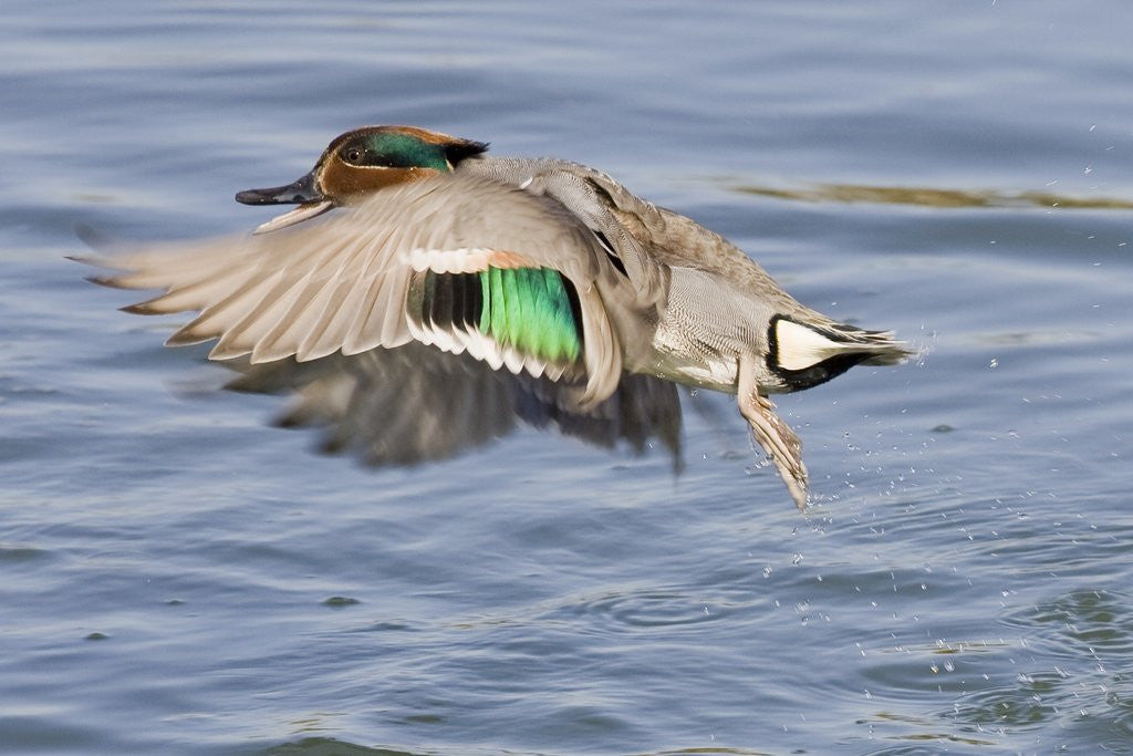 Detail of Male Green-Winged Teal Duck takes off by Anonymous