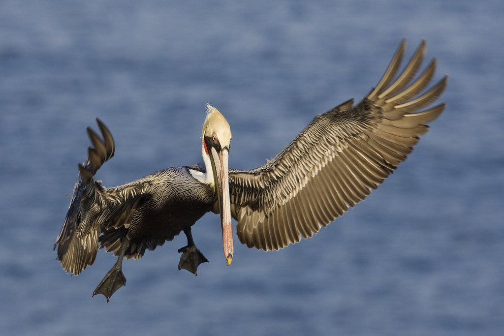 Detail of Brown Pelican landing by Anonymous