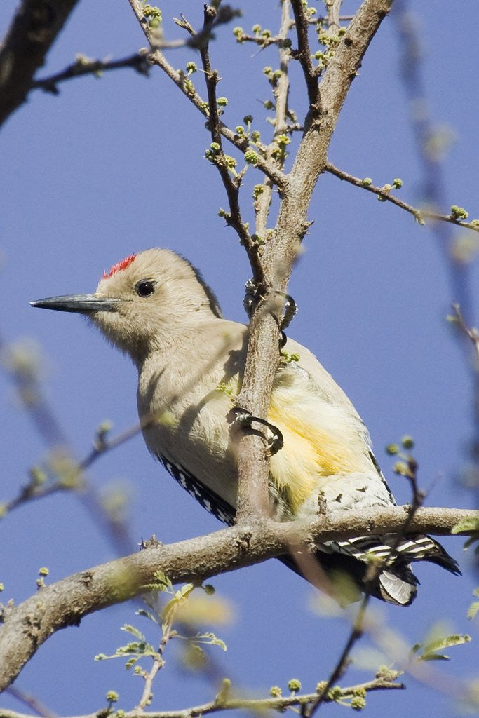 Detail of Gila Woodpecker by Anonymous