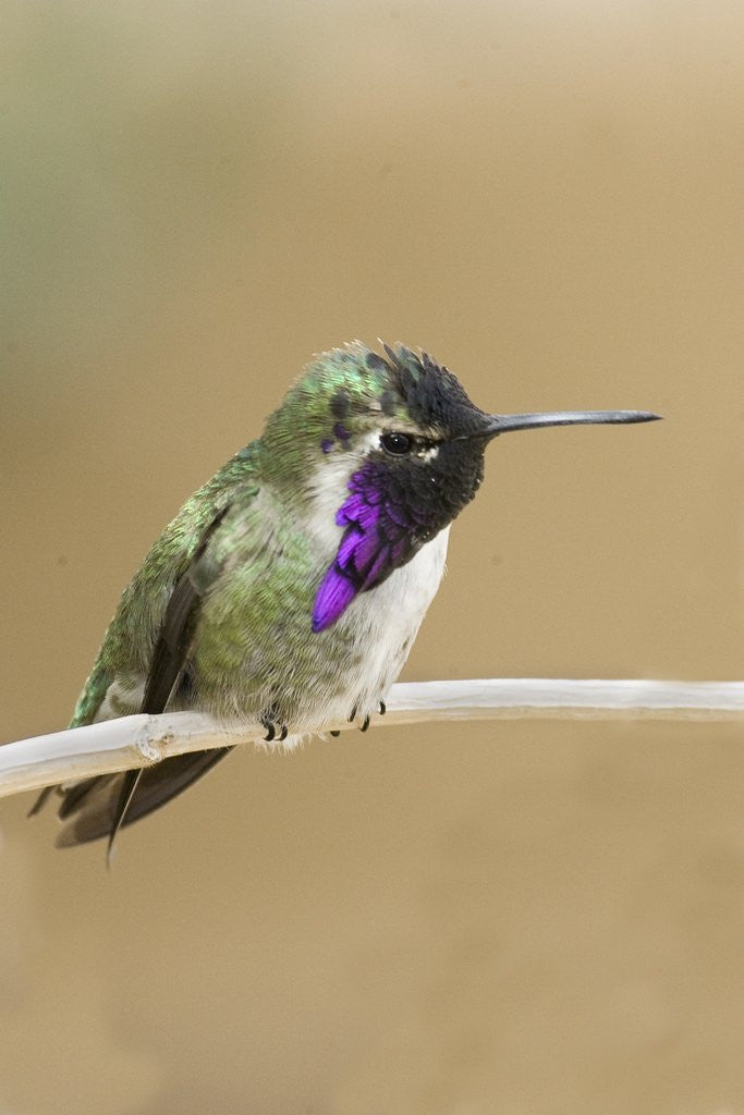 Detail of Costa's Hummingbird by Anonymous