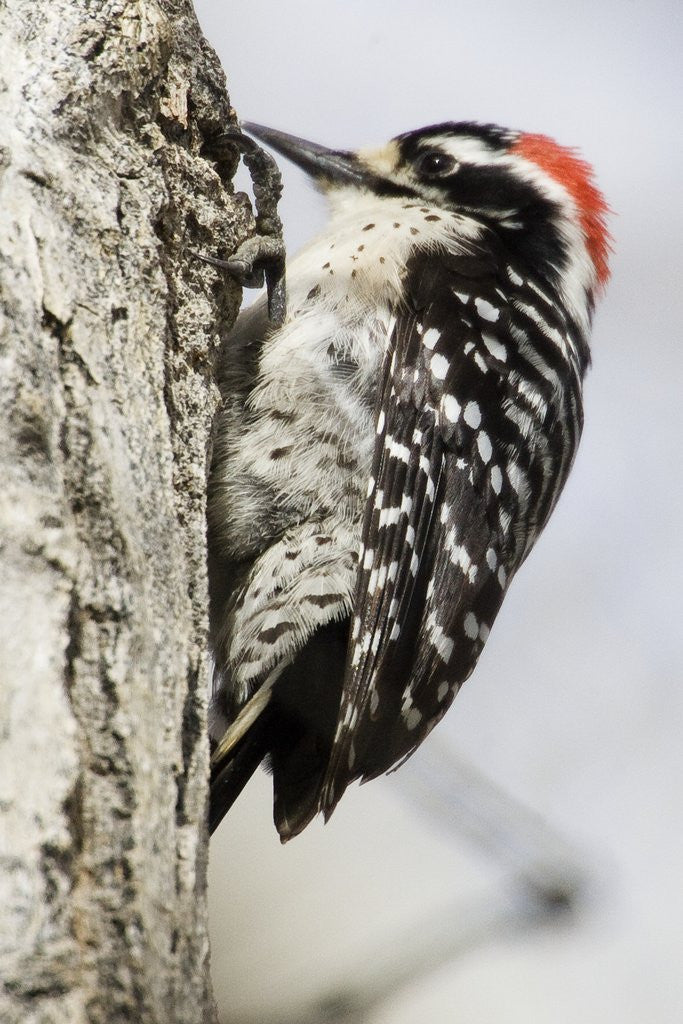 Detail of Nuttall's Woodpecker by Anonymous