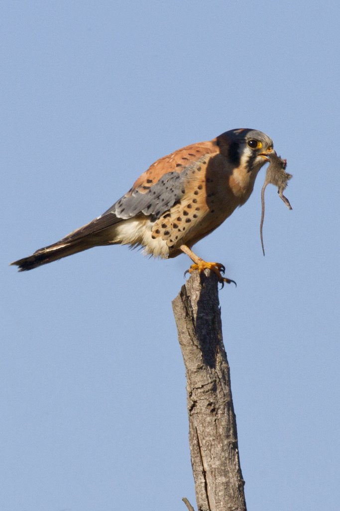 Detail of American Kestrel eating a rodent by Anonymous