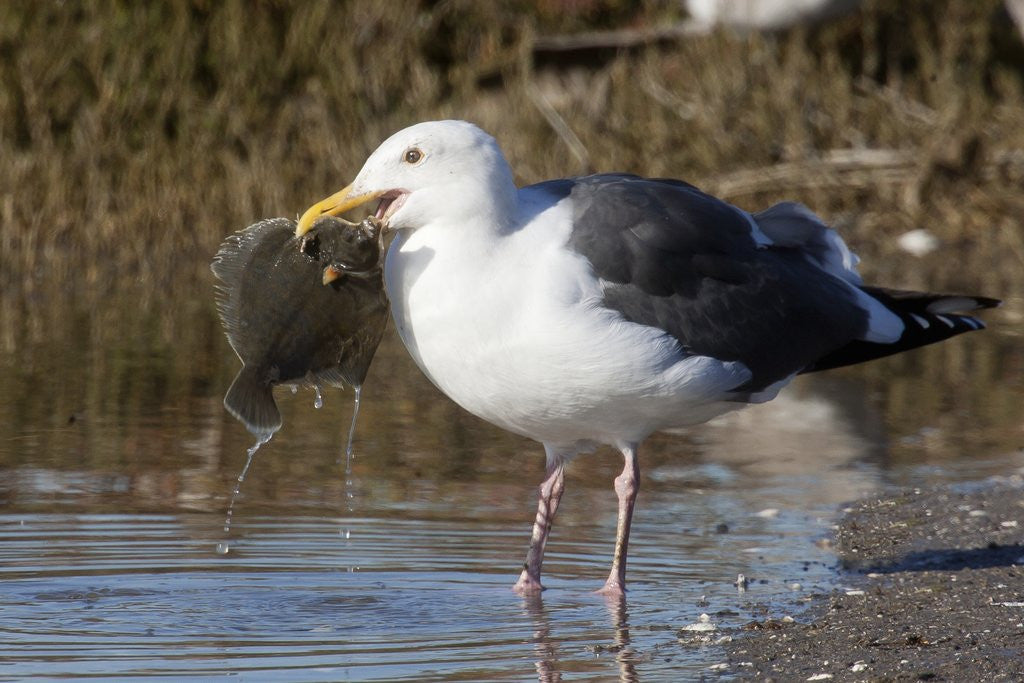 Detail of Western Gull catchs a flatfish by Anonymous