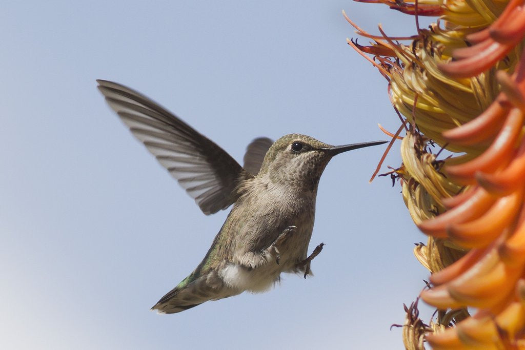 Detail of Anna's Hummingbird flying to flowers by Anonymous
