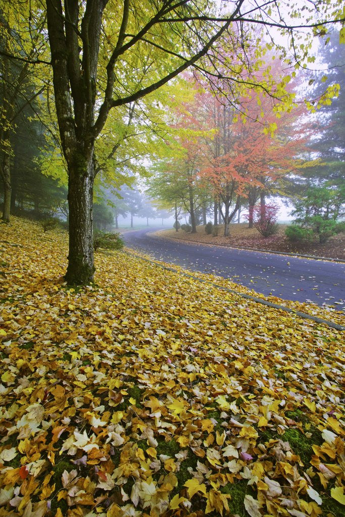 Detail of Fall colors in morning fog, Happy Valley, Oregon by Corbis