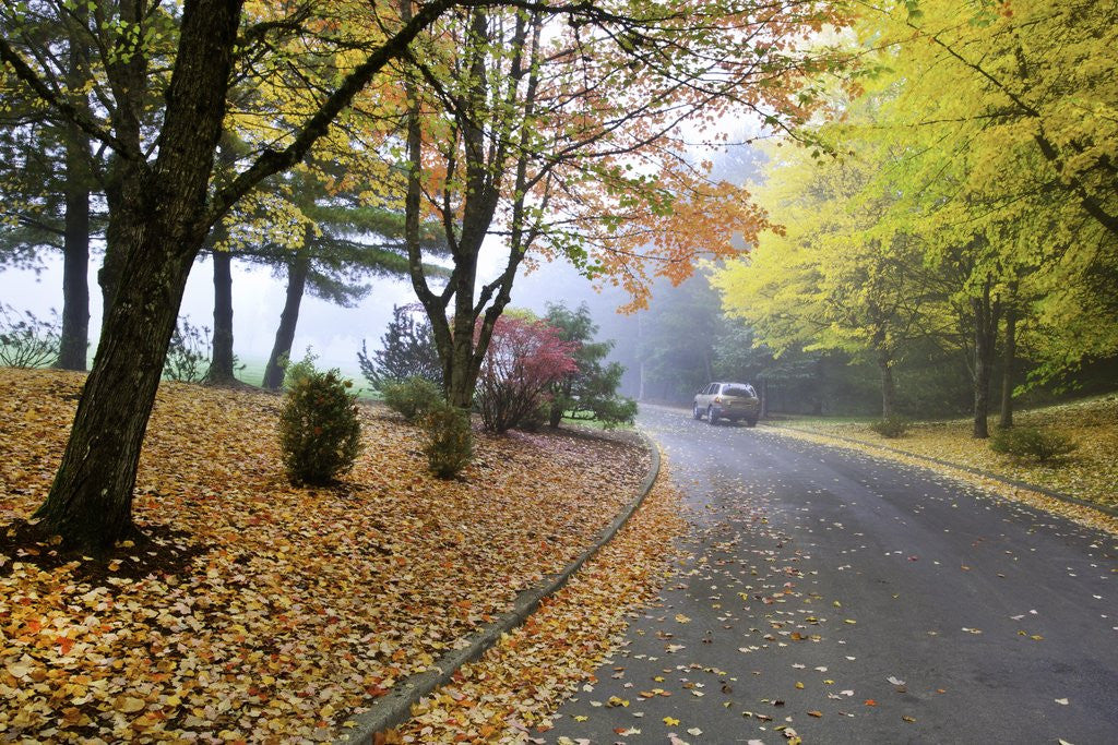 Detail of Fall colors in morning fog, Happy Valley, Oregon by Anonymous