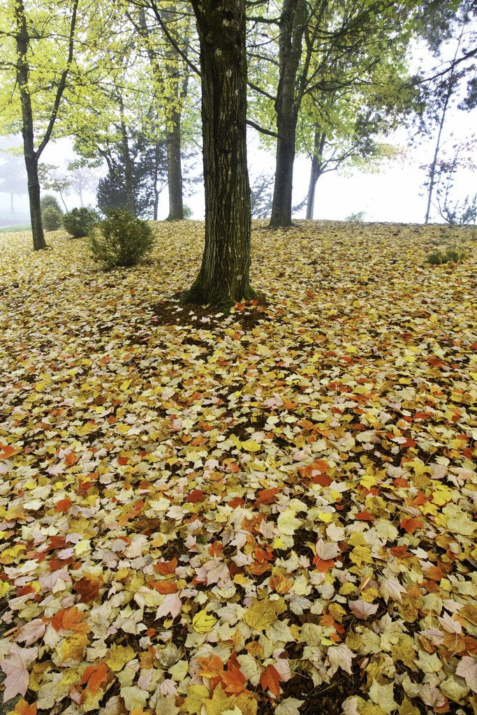 Detail of Fall colors in morning fog, Happy Valley, Oregon by Anonymous