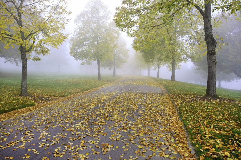 Detail of Fall colors in morning fog, Happy Valley, Oregon by Anonymous