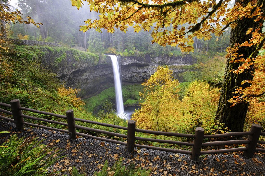 Detail of Fall colors add beauty to South Silver Falls, Silver Falls State Park, Oregon by Anonymous