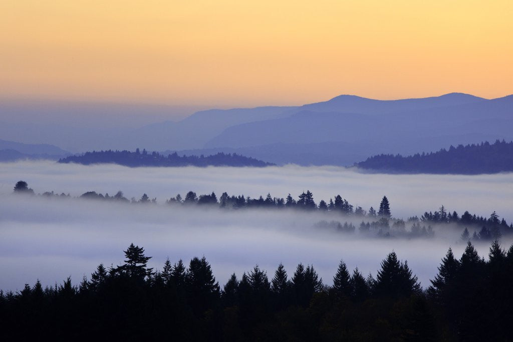 Detail of Sunrise through morning fog adds beauty to Happy Valley, Oregon, Pacific Northwest by Anonymous