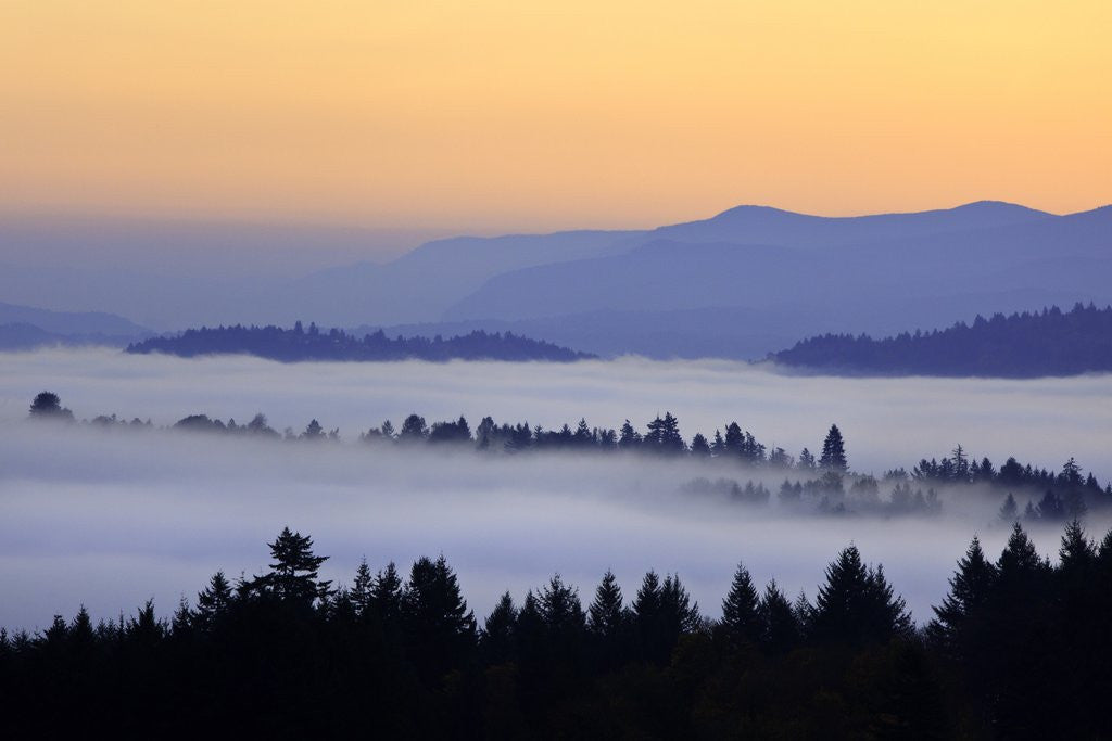 Detail of Sunrise through morning fog adds beauty to Happy Valley, Oregon, Pacific Northwest by Corbis