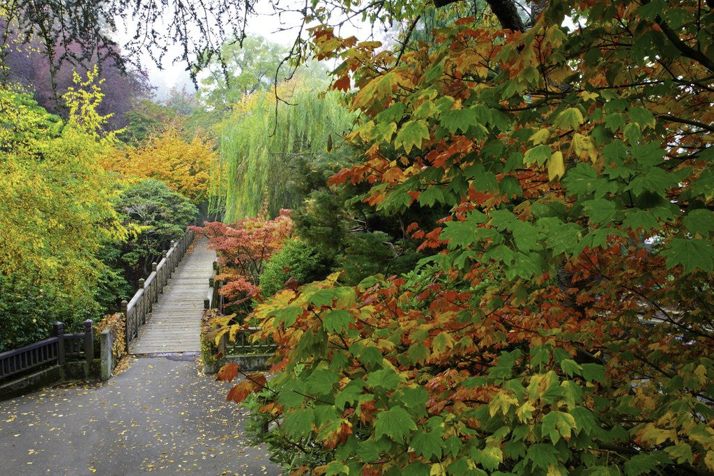 Detail of Fall colors, Crystal Spring Garden, Portland, Oregon by Anonymous