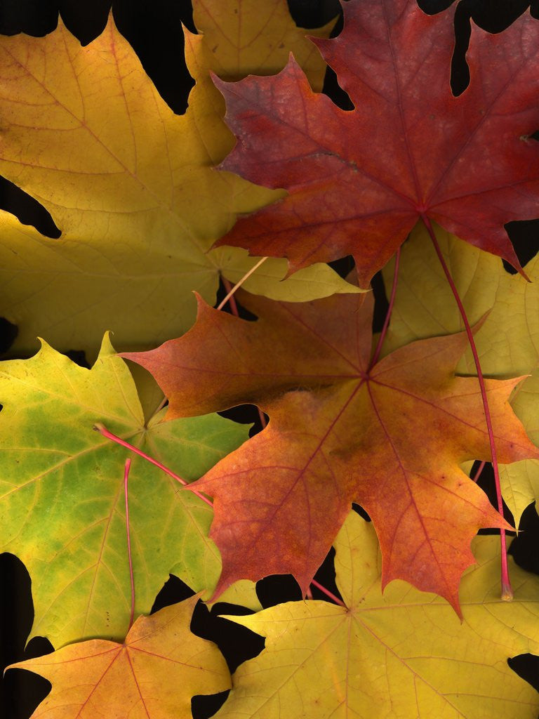 Detail of Autumn maple leaves by Anonymous