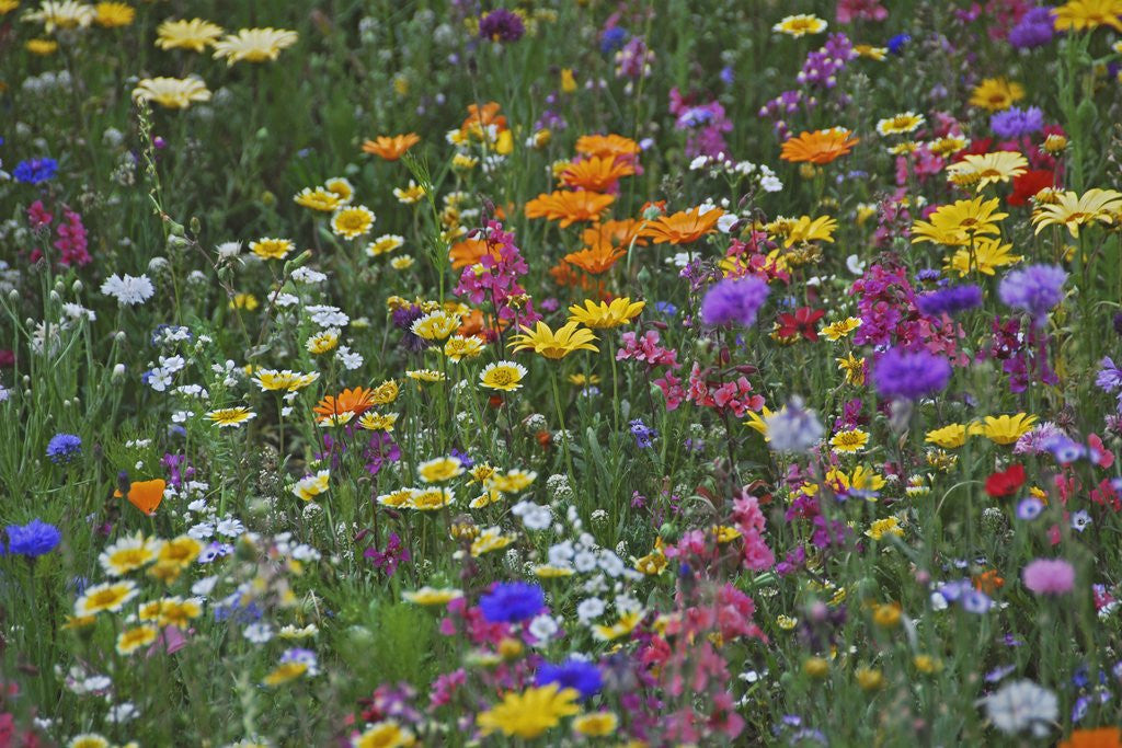 Detail of Colorful wildflower mixture by Anonymous