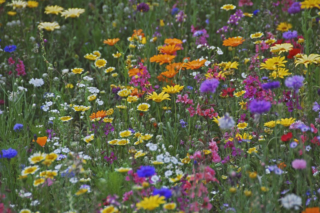 Detail of Colorful wildflower mixture by Corbis