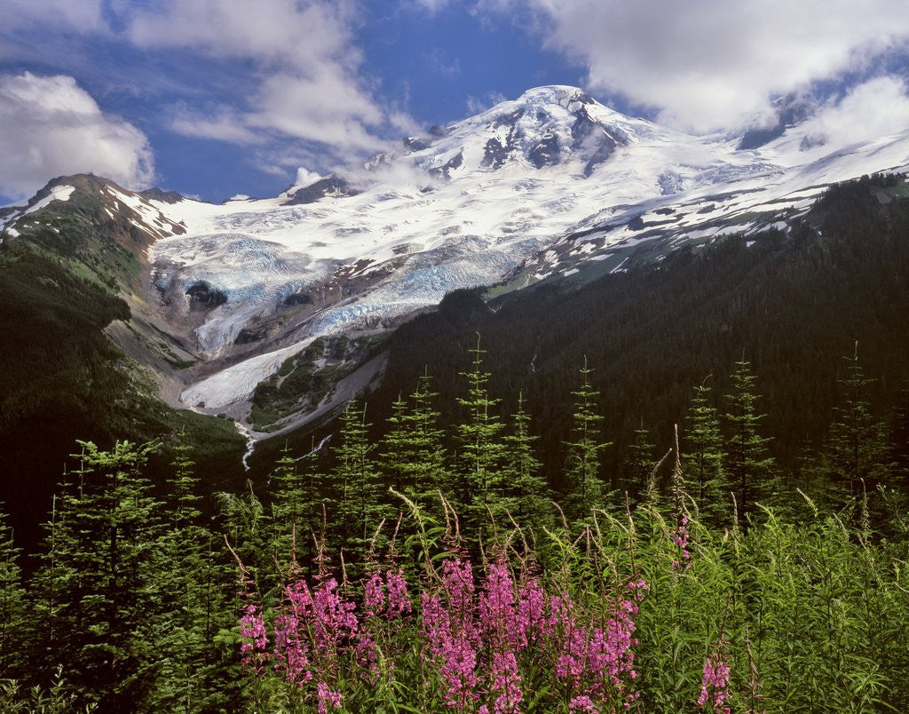 Detail of Fireweed flowers below Mt. Baker by Anonymous