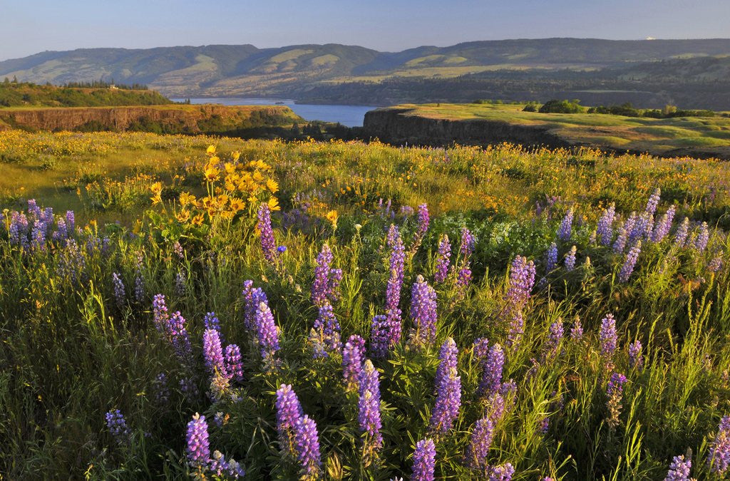 Detail of Rowena Plateau wildflowers by Anonymous