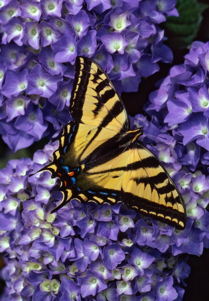 Detail of Tiger swallowtail butterfly by Anonymous