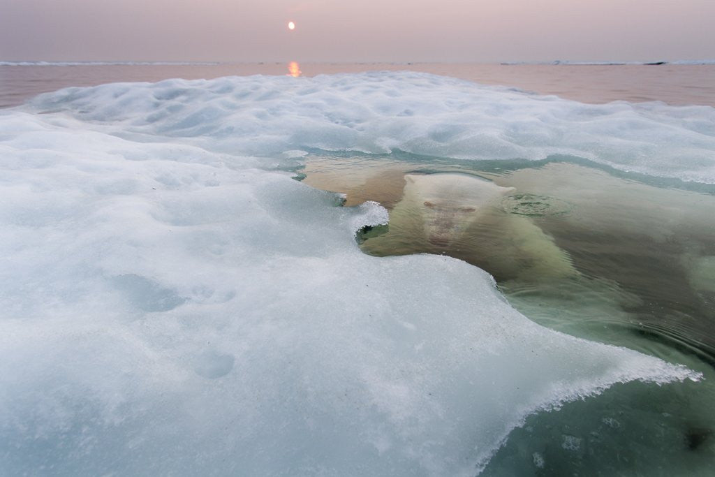 Detail of Polar Bear, Hudson Bay, Canada by Anonymous