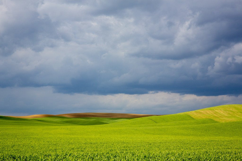 Detail of Spring Rolling Hills of Wheat and Fallow fields by Anonymous