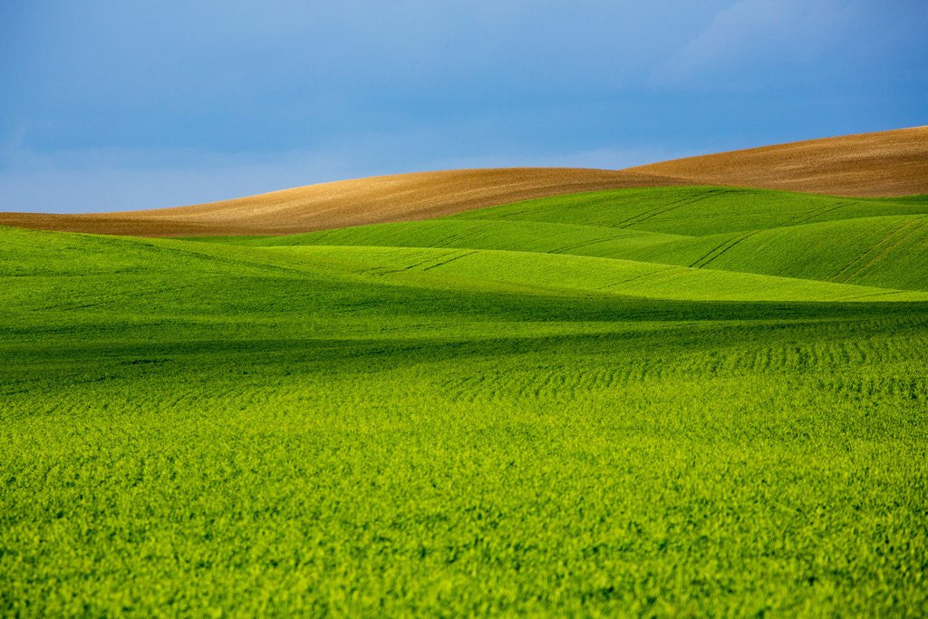 Detail of Spring Rolling Hills of Wheat and Fallow fields by Anonymous