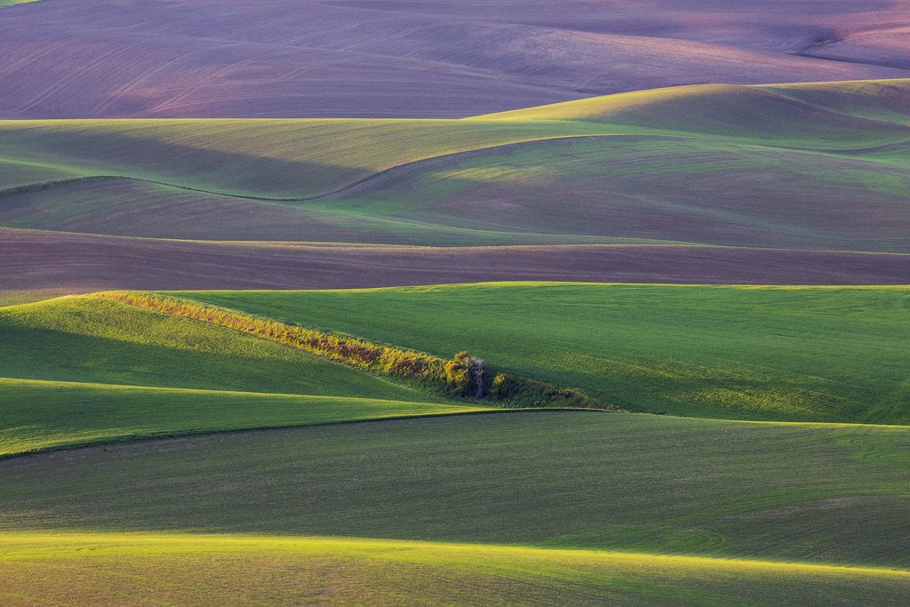 Detail of Spring Rolling Hills of Wheat and Fallow fields by Anonymous