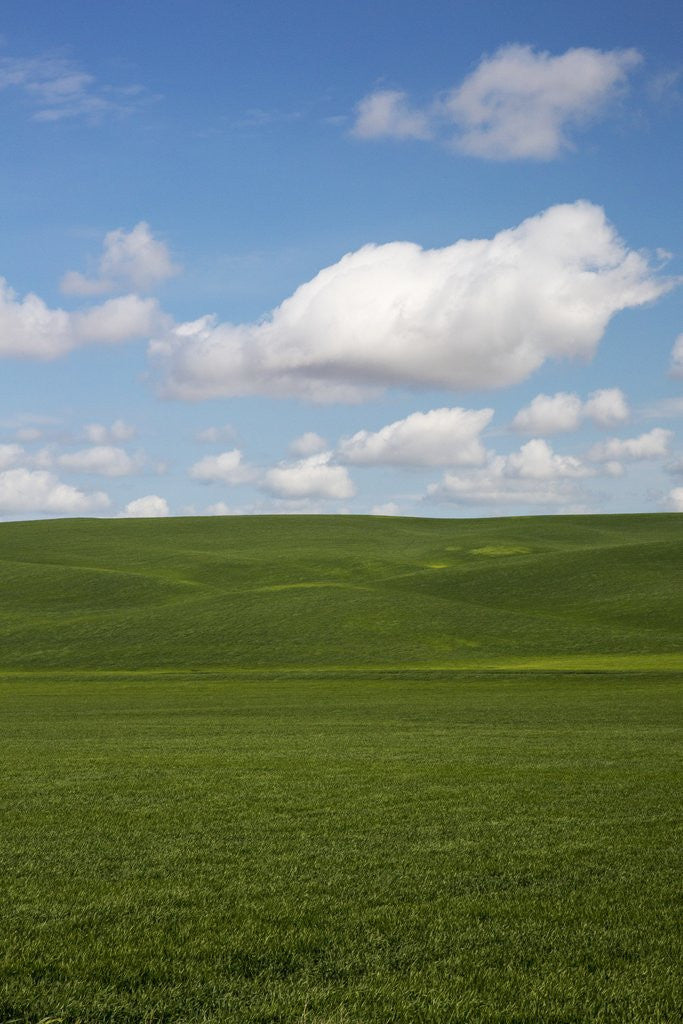Detail of Spring Rolling Hills of Wheat and Clouds by Anonymous