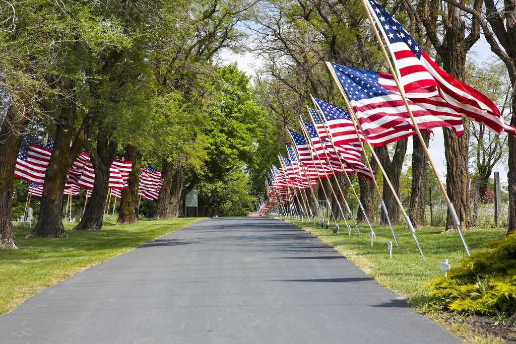 Detail of United States of America Flags Lining Tree Lined Road by Anonymous