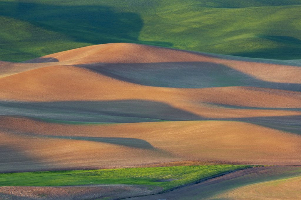 Detail of Spring Rolling Hills of Wheat and Fallow fields by Anonymous
