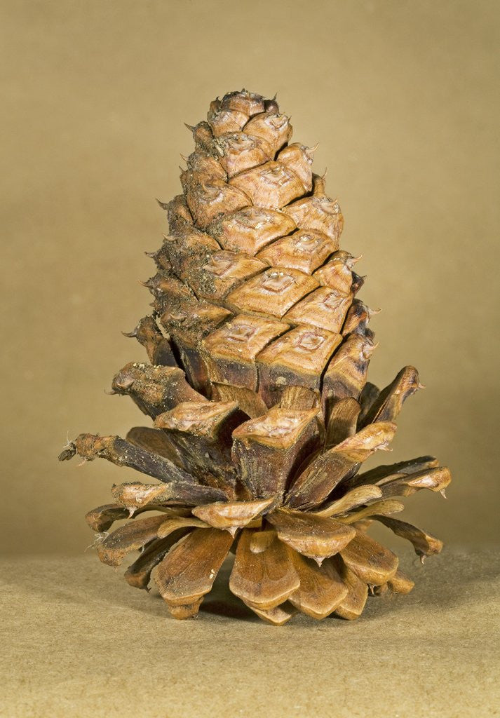 Detail of Ponderosa pine cone by Anonymous