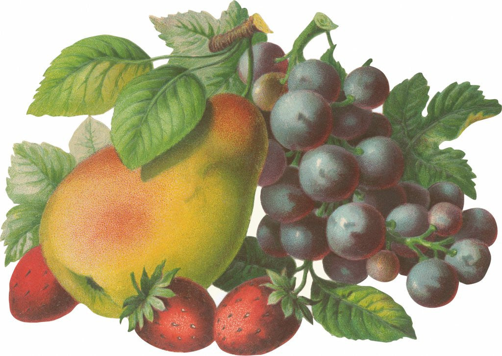 Detail of Fruit by Anonymous