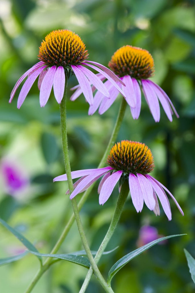 Detail of Purple coneflower by Anonymous