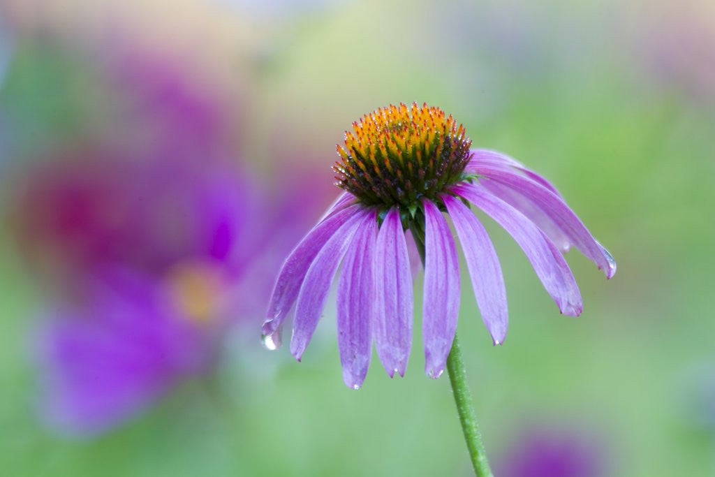 Detail of Purple coneflower by Anonymous
