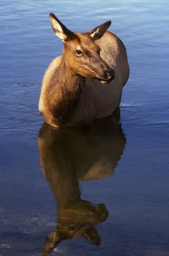Detail of Cow elk, Yellowstone Naational Park, Wyoming. USA. by Anonymous