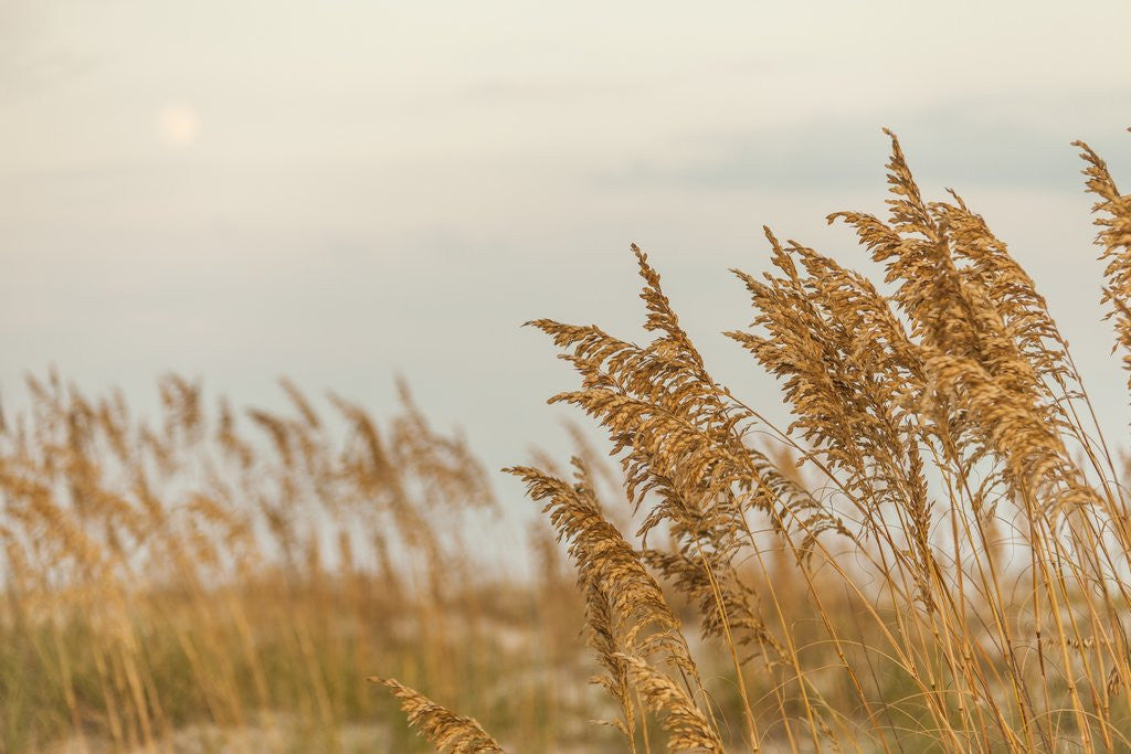 Detail of Gulf Coast State Park by Anonymous
