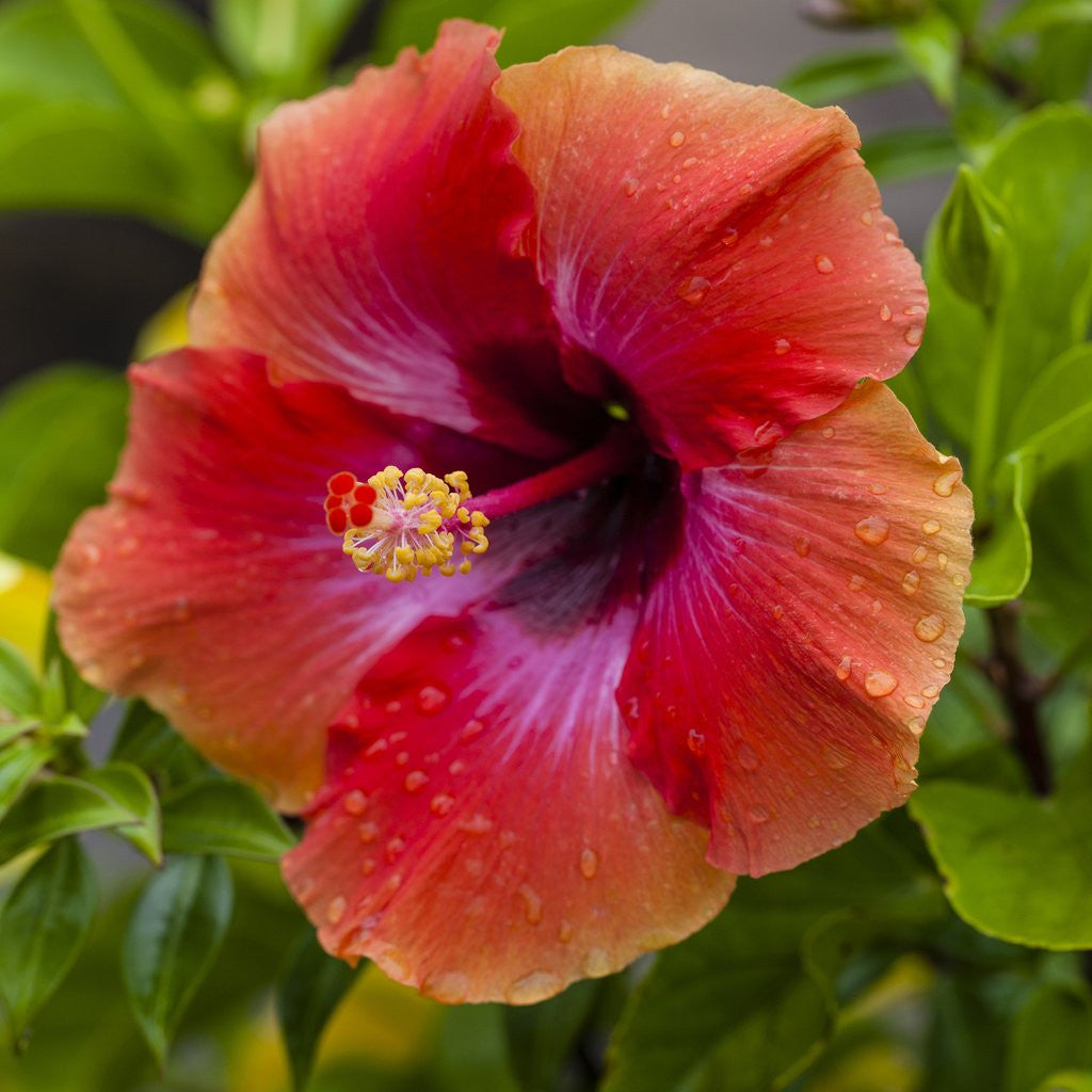 Detail of Close-up of Hibiscus flower by Anonymous