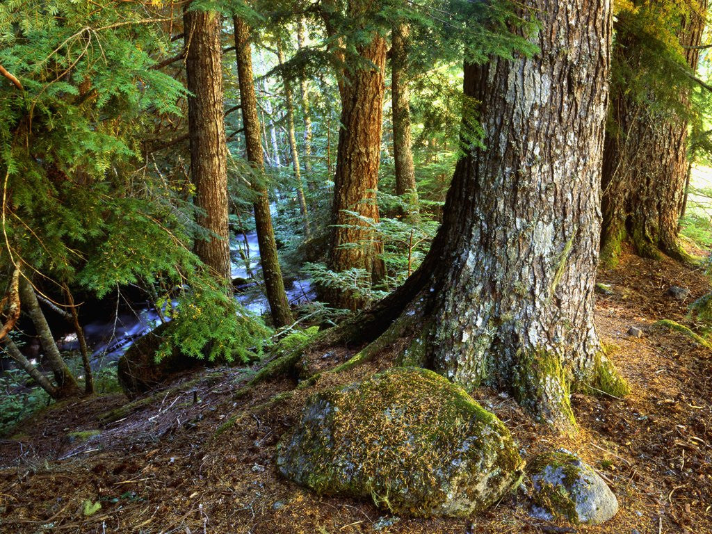 Detail of Forest along the Zig Zag River by Anonymous