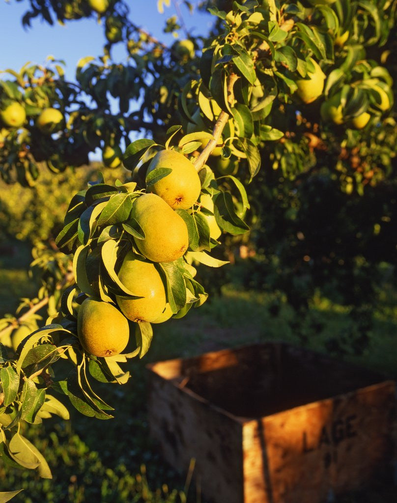 Detail of Anjou pears on tree branch by Anonymous
